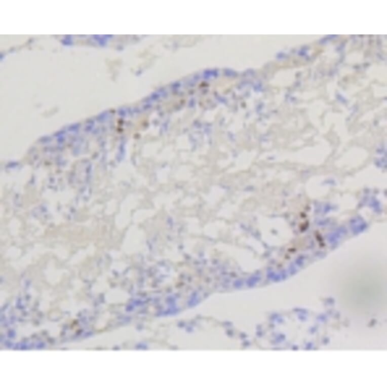 Anti-PI3K p85β Antibody from Bioworld Technology (BS9928M) - Antibodies.com