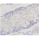 Anti-PI3K p85β Antibody from Bioworld Technology (BS9928M) - Antibodies.com