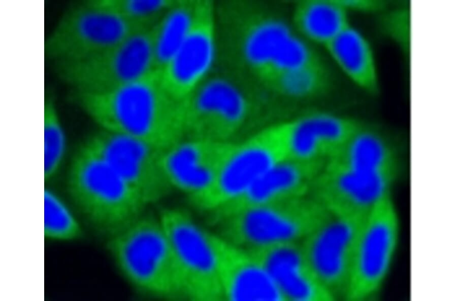 Anti-PI3K p85β Antibody from Bioworld Technology (BS9928M) - Antibodies.com
