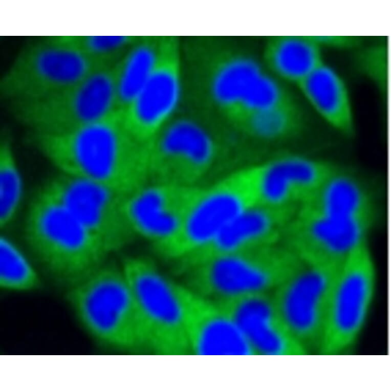 Anti-PI3K p85β Antibody from Bioworld Technology (BS9928M) - Antibodies.com