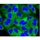 Anti-PI3K p85β Antibody from Bioworld Technology (BS9928M) - Antibodies.com