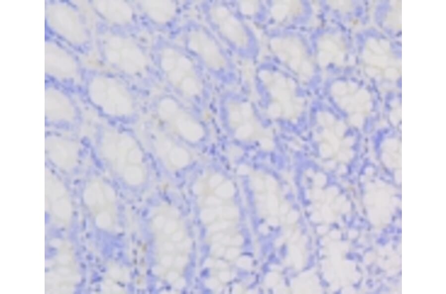 Anti-PI3K p85β Antibody from Bioworld Technology (BS9928M) - Antibodies.com