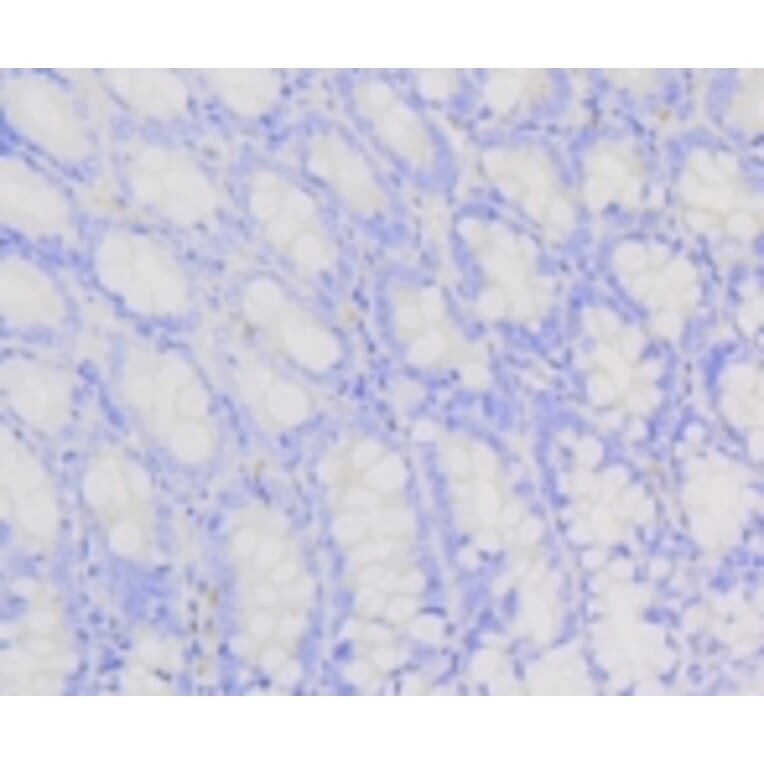 Anti-PI3K p85β Antibody from Bioworld Technology (BS9928M) - Antibodies.com
