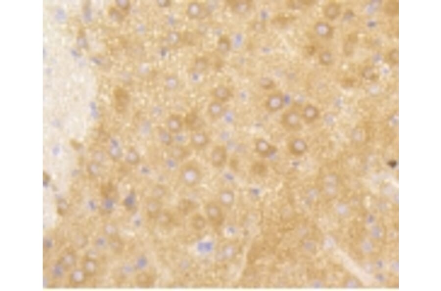 Anti-PI3K p85β Antibody from Bioworld Technology (BS9928M) - Antibodies.com
