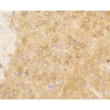 Anti-PI3K p85β Antibody from Bioworld Technology (BS9928M) - Antibodies.com