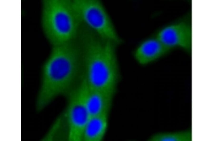Anti-PI3K p85β Antibody from Bioworld Technology (BS9928M) - Antibodies.com