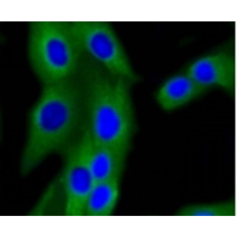 Anti-PI3K p85β Antibody from Bioworld Technology (BS9928M) - Antibodies.com