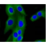 Anti-PI3K p85β Antibody from Bioworld Technology (BS9928M) - Antibodies.com