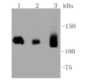 Anti-DNMT3A Antibody from Bioworld Technology (BS9929M) - Antibodies.com