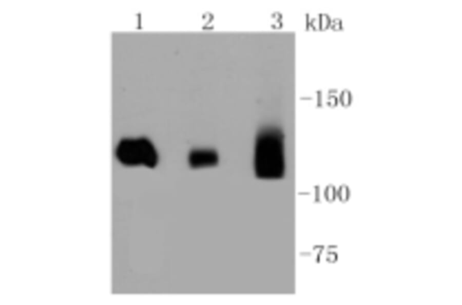 Anti-DNMT3A Antibody from Bioworld Technology (BS9929M) - Antibodies.com