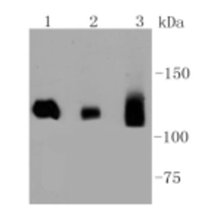 Anti-DNMT3A Antibody from Bioworld Technology (BS9929M) - Antibodies.com