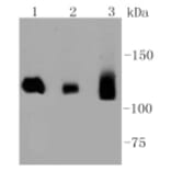Anti-DNMT3A Antibody from Bioworld Technology (BS9929M) - Antibodies.com