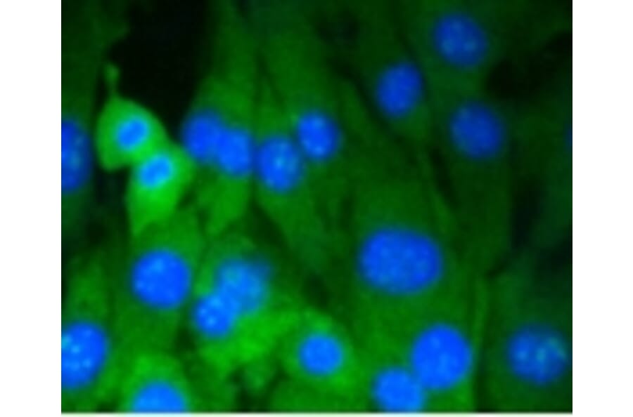 Anti-DNMT3A Antibody from Bioworld Technology (BS9929M) - Antibodies.com