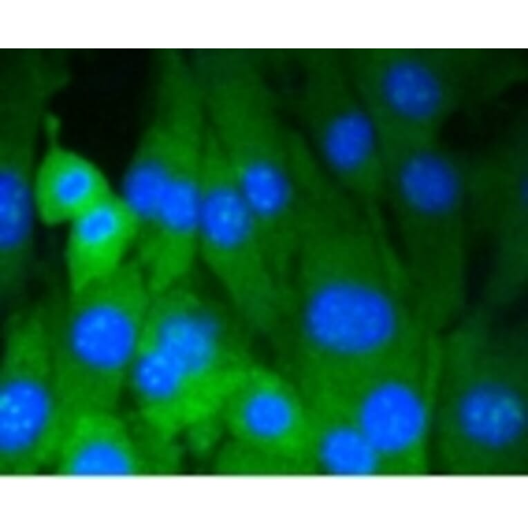 Anti-DNMT3A Antibody from Bioworld Technology (BS9929M) - Antibodies.com