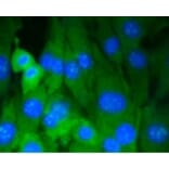 Anti-DNMT3A Antibody from Bioworld Technology (BS9929M) - Antibodies.com