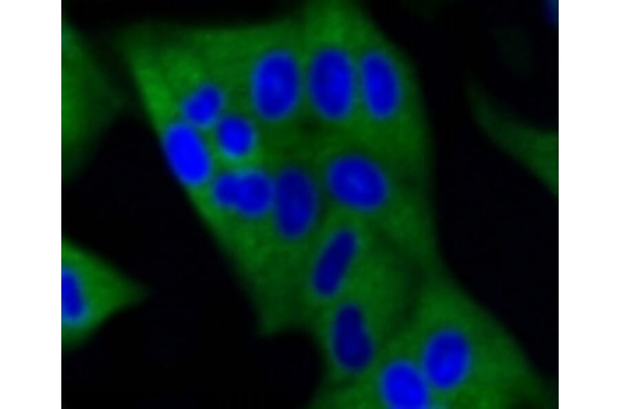 Anti-DNMT3A Antibody from Bioworld Technology (BS9929M) - Antibodies.com