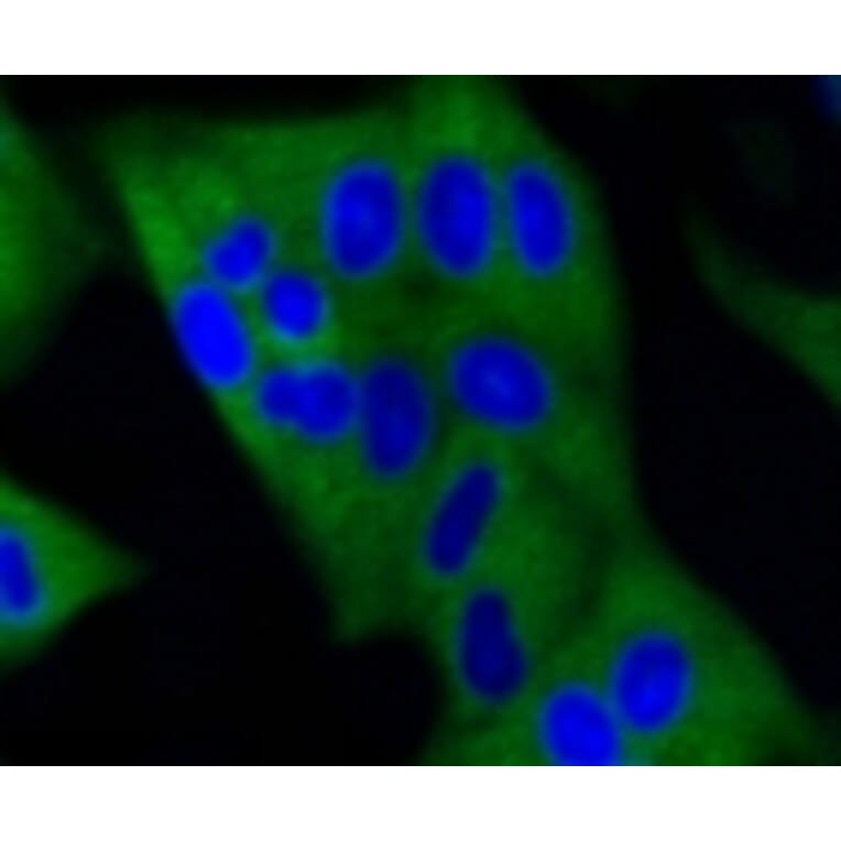 Anti-DNMT3A Antibody from Bioworld Technology (BS9929M) - Antibodies.com