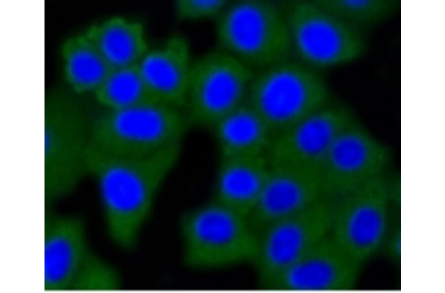 Anti-DNMT3A Antibody from Bioworld Technology (BS9929M) - Antibodies.com