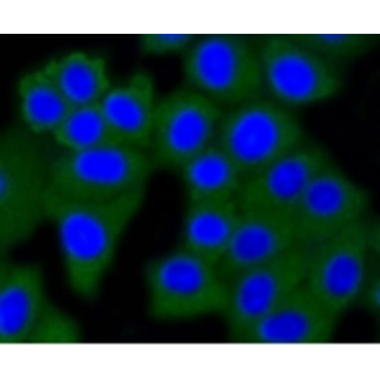Anti-DNMT3A Antibody from Bioworld Technology (BS9929M) - Antibodies.com