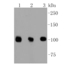 Anti-DGCR8 Antibody from Bioworld Technology (BS9930M) - Antibodies.com