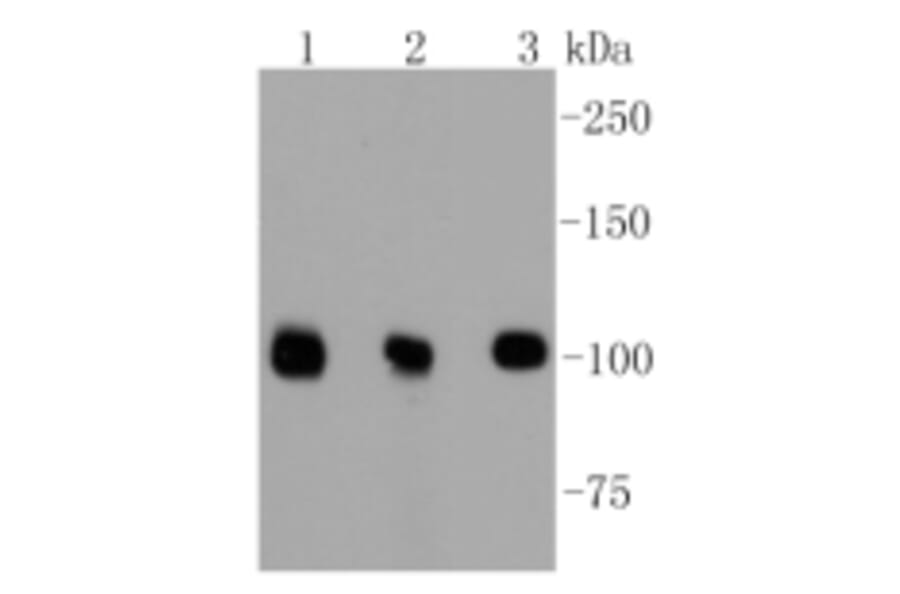 Anti-DGCR8 Antibody from Bioworld Technology (BS9930M) - Antibodies.com