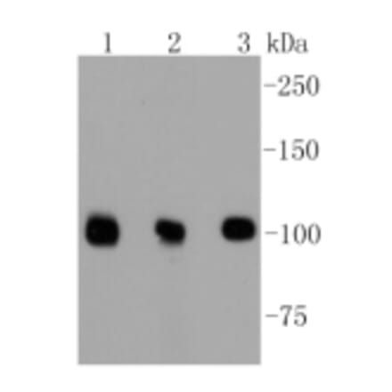 Anti-DGCR8 Antibody from Bioworld Technology (BS9930M) - Antibodies.com