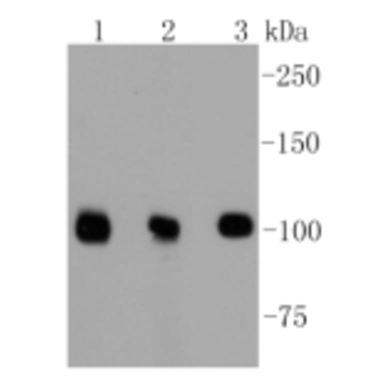 Anti-DGCR8 Antibody from Bioworld Technology (BS9930M) - Antibodies.com