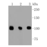 Anti-DGCR8 Antibody from Bioworld Technology (BS9930M) - Antibodies.com