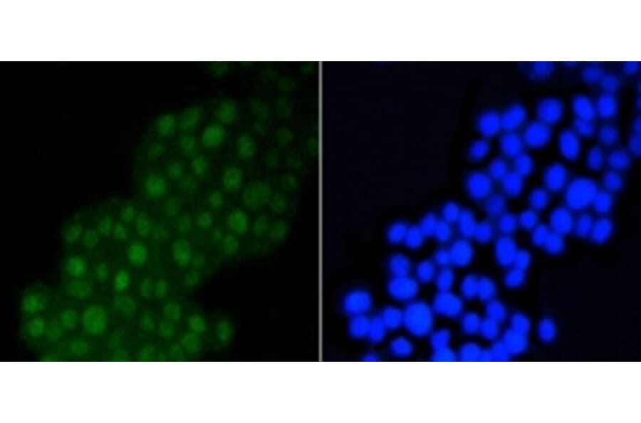 Anti-DGCR8 Antibody from Bioworld Technology (BS9930M) - Antibodies.com