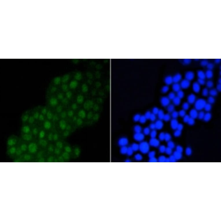 Anti-DGCR8 Antibody from Bioworld Technology (BS9930M) - Antibodies.com