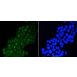 Anti-DGCR8 Antibody from Bioworld Technology (BS9930M) - Antibodies.com