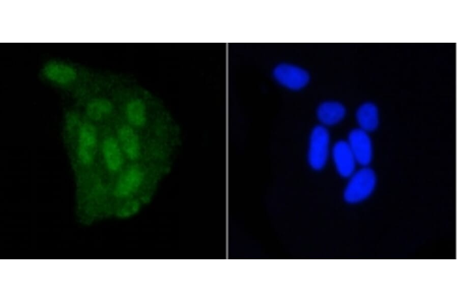 Anti-DGCR8 Antibody from Bioworld Technology (BS9930M) - Antibodies.com