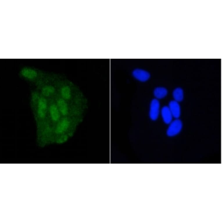 Anti-DGCR8 Antibody from Bioworld Technology (BS9930M) - Antibodies.com