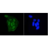 Anti-DGCR8 Antibody from Bioworld Technology (BS9930M) - Antibodies.com
