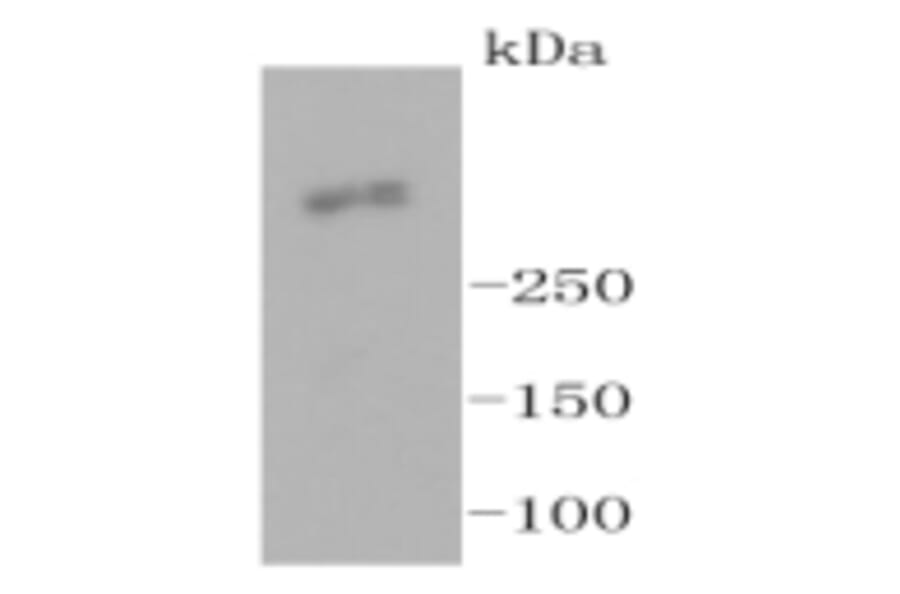 Anti-Ki-67 Antibody from Bioworld Technology (BS9931M) - Antibodies.com