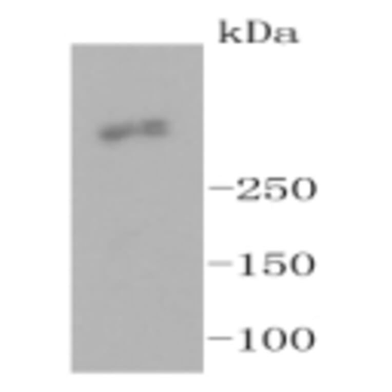 Anti-Ki-67 Antibody from Bioworld Technology (BS9931M) - Antibodies.com