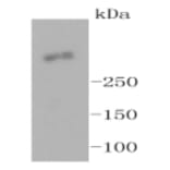 Anti-Ki-67 Antibody from Bioworld Technology (BS9931M) - Antibodies.com