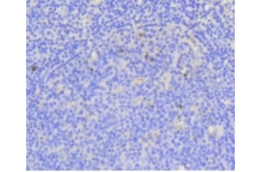 Anti-Ki-67 Antibody from Bioworld Technology (BS9931M) - Antibodies.com