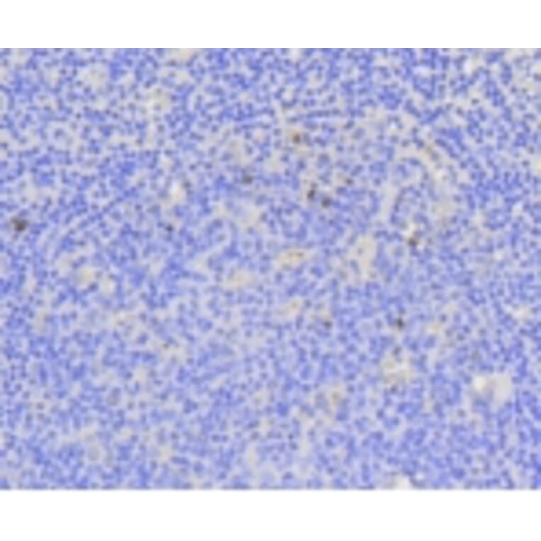 Anti-Ki-67 Antibody from Bioworld Technology (BS9931M) - Antibodies.com