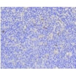 Anti-Ki-67 Antibody from Bioworld Technology (BS9931M) - Antibodies.com