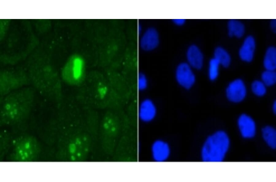 Anti-Ki-67 Antibody from Bioworld Technology (BS9931M) - Antibodies.com