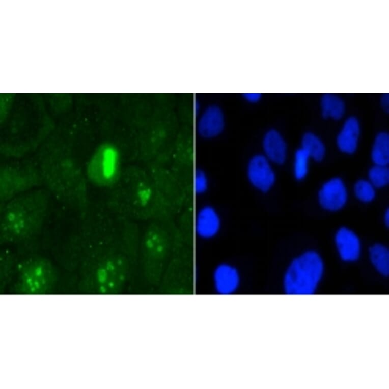 Anti-Ki-67 Antibody from Bioworld Technology (BS9931M) - Antibodies.com