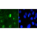 Anti-Ki-67 Antibody from Bioworld Technology (BS9931M) - Antibodies.com