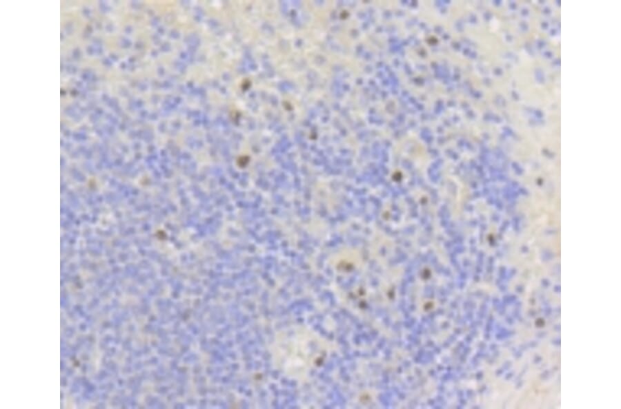 Anti-Ki-67 Antibody from Bioworld Technology (BS9931M) - Antibodies.com
