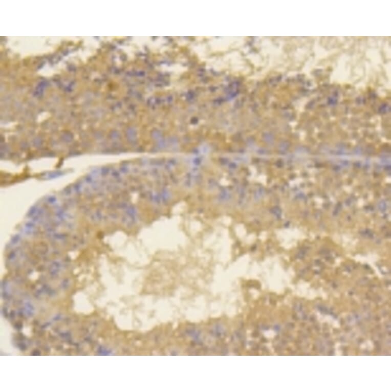 Anti-Ki-67 Antibody from Bioworld Technology (BS9931M) - Antibodies.com