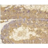 Anti-Ki-67 Antibody from Bioworld Technology (BS9931M) - Antibodies.com