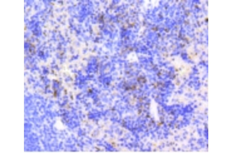 Anti-Ki-67 Antibody from Bioworld Technology (BS9931M) - Antibodies.com
