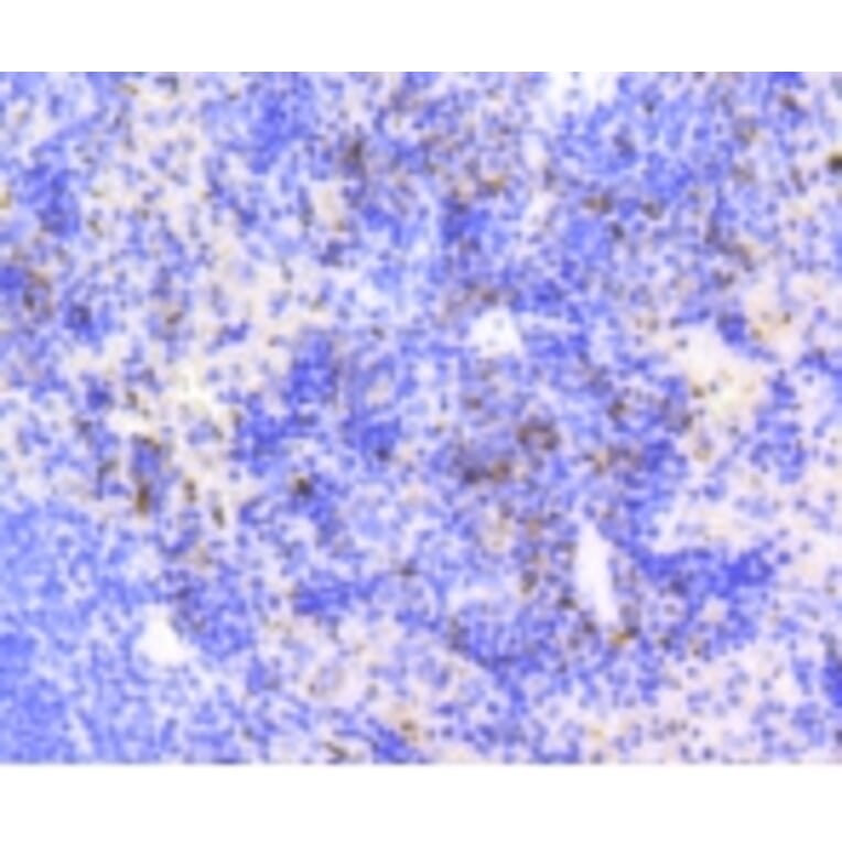 Anti-Ki-67 Antibody from Bioworld Technology (BS9931M) - Antibodies.com