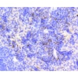 Anti-Ki-67 Antibody from Bioworld Technology (BS9931M) - Antibodies.com