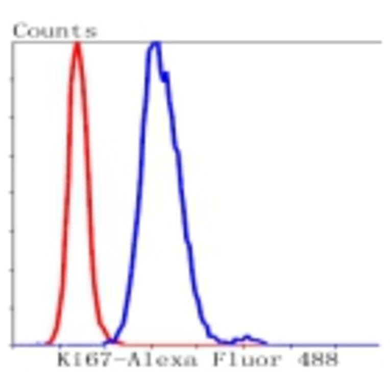 Anti-Ki-67 Antibody from Bioworld Technology (BS9931M) - Antibodies.com